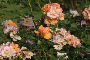 CHARMING (floribunda)
